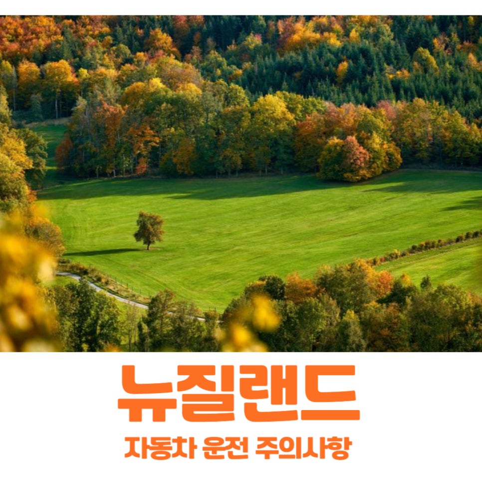 뉴질랜드 여행 시 자동차 운전 주의사항 및 TIP