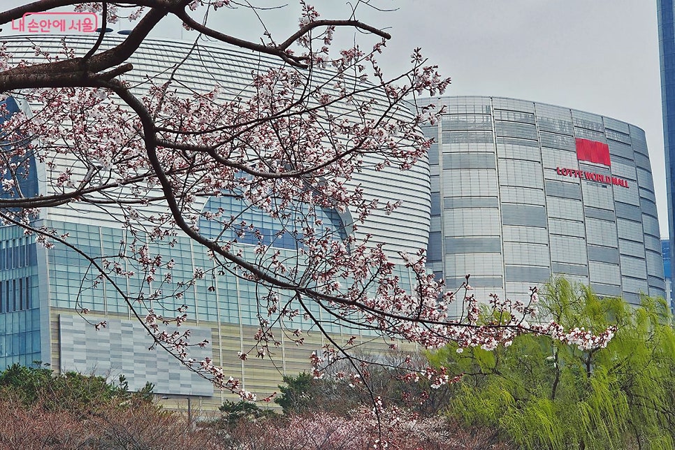 서울 벚꽃 명소 주차 | 석촌호수 벚꽃 나들이 주차 걱정 없이 즐기는 방법!! 대표 이미지