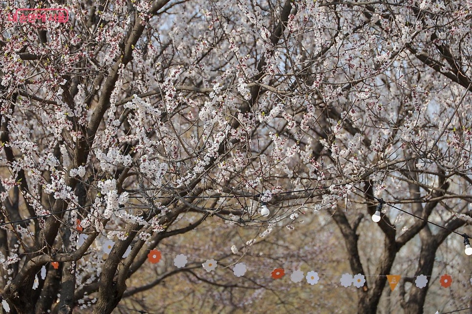 서울숲·뚝섬 벚꽃 나들이 주차 완벽 가이드 (일주차/시간권 추천)