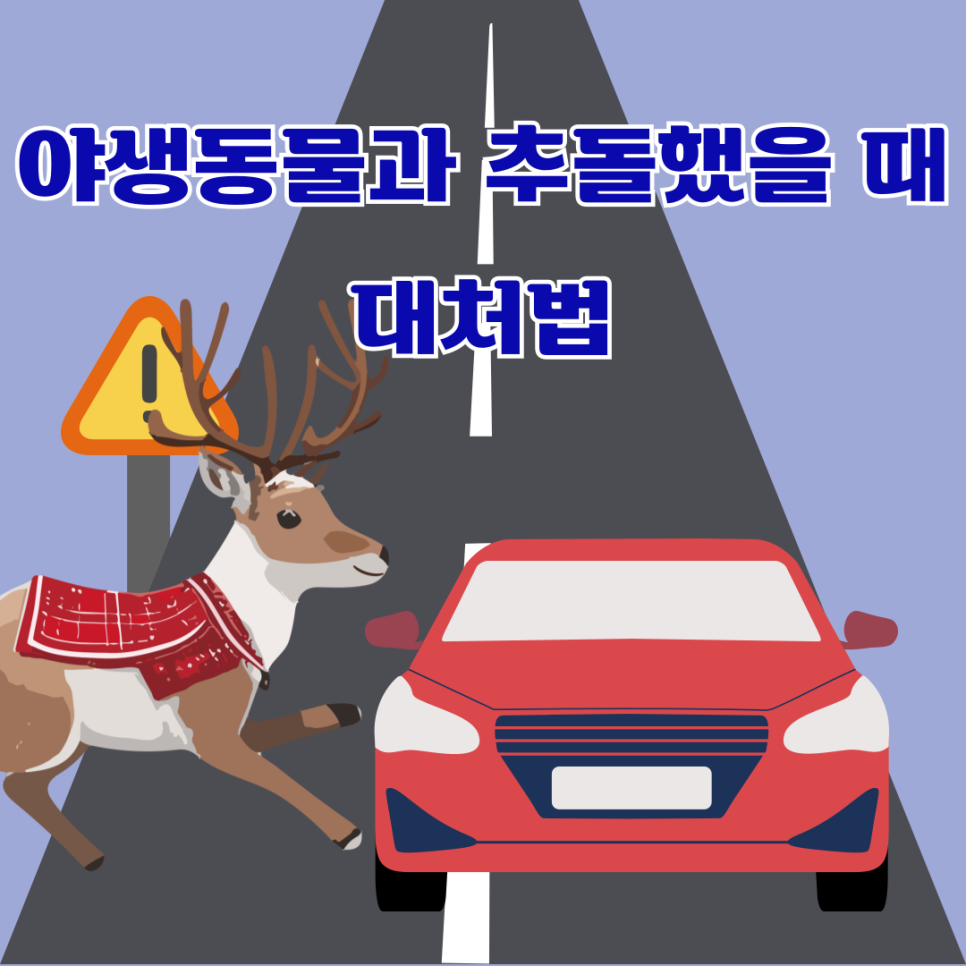 야생동물과 추돌했을 때 이젠 이렇게 예방하고 대처하세요. 대표 이미지