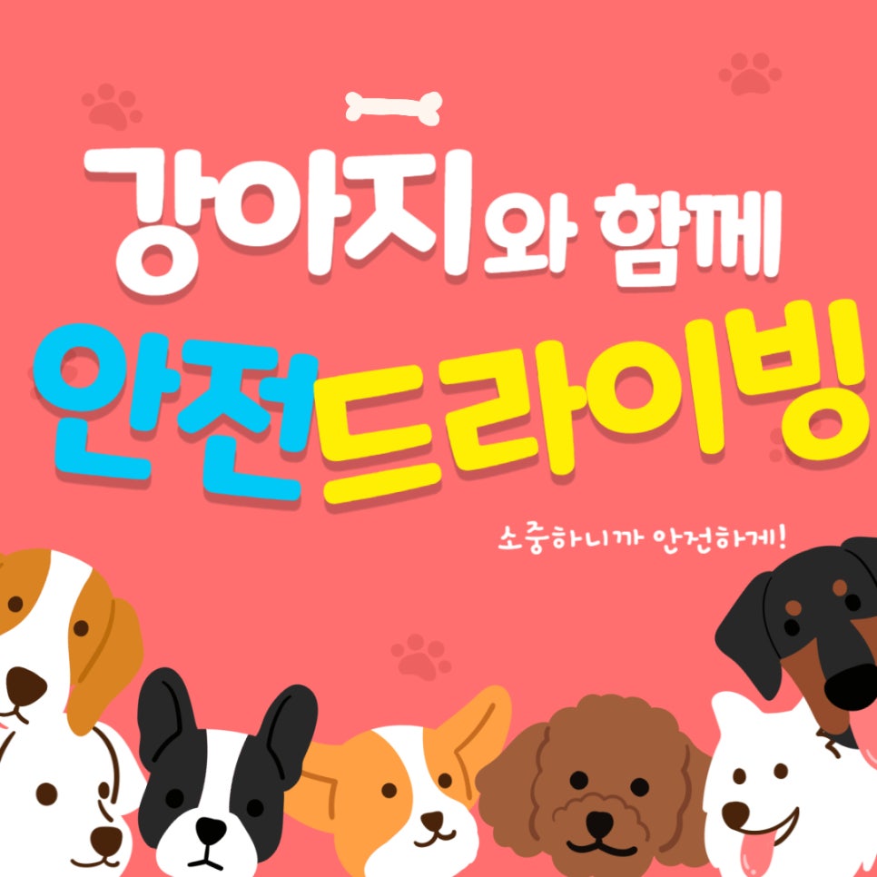 소중하니까 안전하게! 강아지와 함께하는 안전 드라이빙 대표 이미지