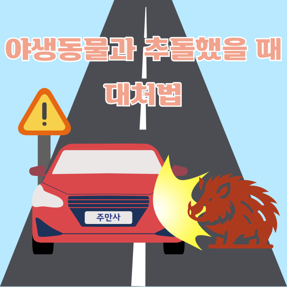 사고 방지를 위해 미리 알아둬야 할 야생동물 사고 필수 대처법! 대표 이미지