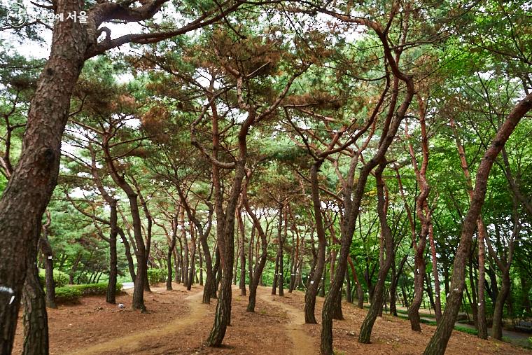 남산야외식물원 주차장 완벽 정리! 밤에 더 아름다운 남산 야간 산책 필수 체크
