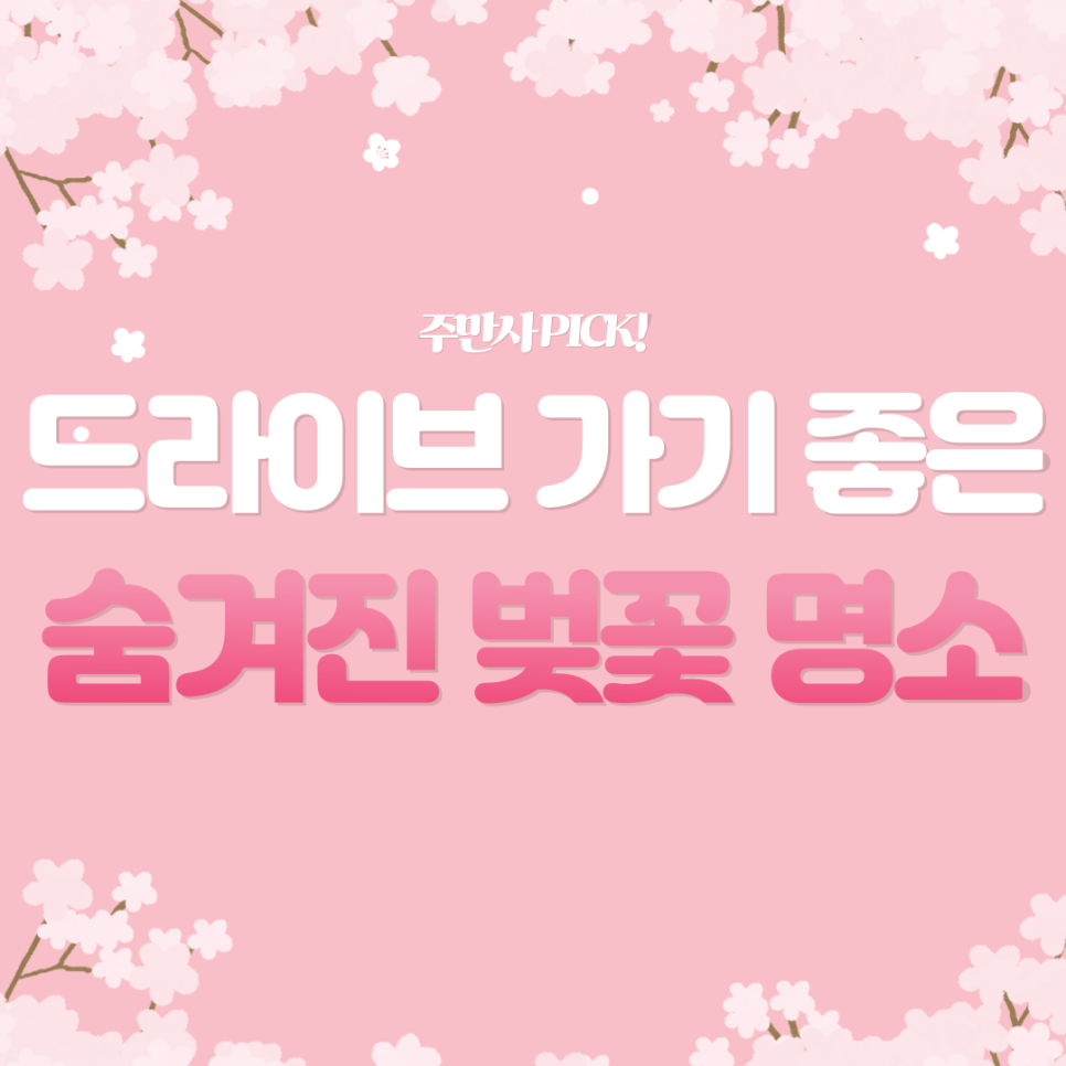 직접 가보고 알려주는 숨겨진 벚꽃 명소 TOP5_ 드라이브용