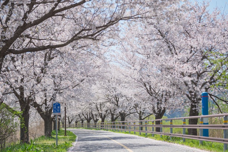 직접 가보고 알려주는 숨겨진 벚꽃 명소 TOP5_ 드라이브용