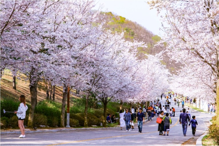 직접 가보고 알려주는 숨겨진 벚꽃 명소 TOP5_ 드라이브용
