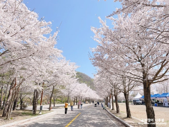 직접 가보고 알려주는 숨겨진 벚꽃 명소 TOP5_ 드라이브용