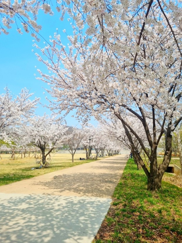 직접 가보고 알려주는 숨겨진 벚꽃 명소 TOP5_ 드라이브용