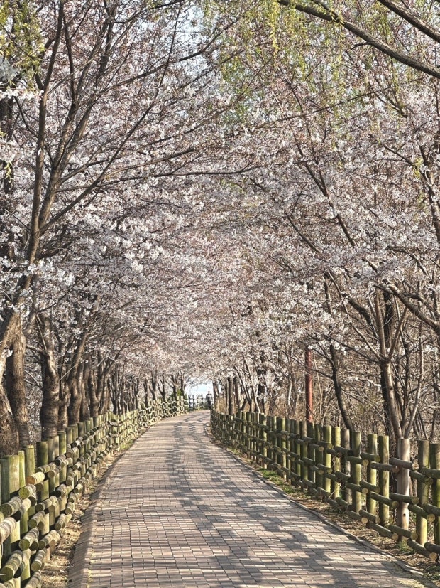 직접 가보고 알려주는 숨겨진 벚꽃 명소 TOP5_ 드라이브용