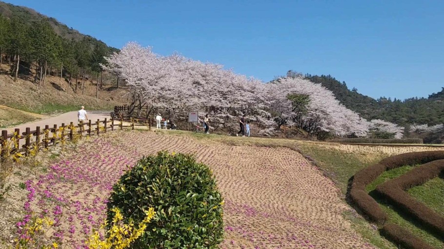 직접 가보고 알려주는 숨겨진 벚꽃 명소 TOP5_ 드라이브용